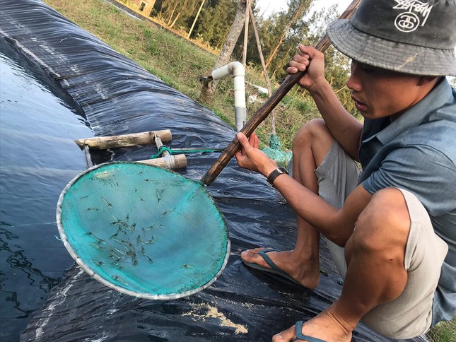 Quảng Nam – Nuôi tôm chưa bao giờ lỗ nặng đến thế