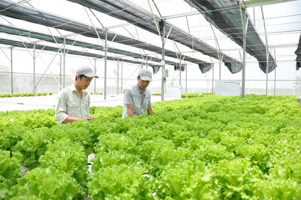 到2025年河內市高新技術農產品產值率達70%