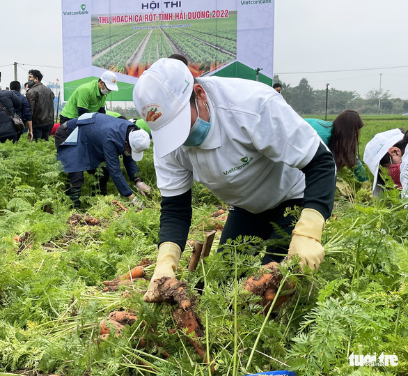 Hải Dương mở lễ hội cà rốt, Bộ trưởng Lê Minh Hoan và cầu thủ Hoàng Đức, Trọng Đại... xuống đồng