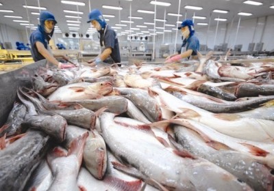 越南查魚出口世界多個國家和地區