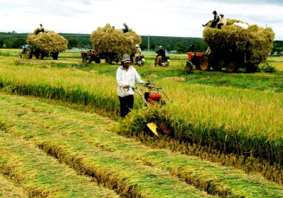 越南農業吸引新加坡投資商
