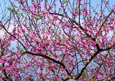 Nắng Xuân Tây Bắc