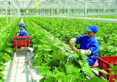 以思維方式變革推動農業綠色低碳可持續發展