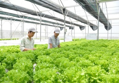 到2025年河內市高新技術農產品產值率達70%