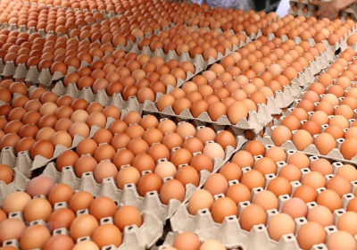 越南禽蛋已獲得重新出口中國香港市場的許可