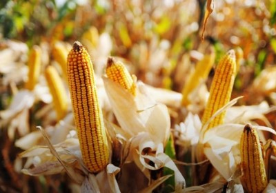 Ukraine siết chặt quy định xuất khẩu các mặt hàng nông sản thiết yếu