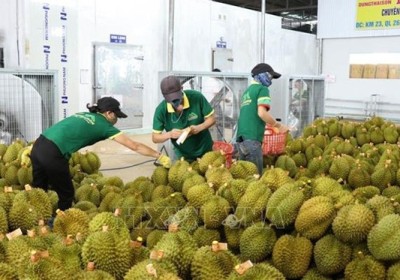 經濟外交：進一步提升越南各地與中國天津市之間合作層次和水準