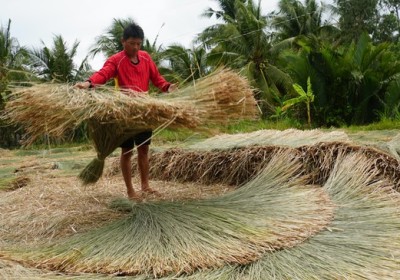 Người dân thoát nghèo từ… cỏ dại