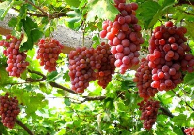 法國允許開展“觀光採摘”葡萄業務