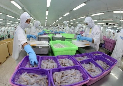 越南蝦類產品在美國市場佔有率增加