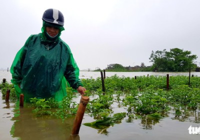 Miền Trung khốn khổ vì mưa lũ bất thường, nông dân mất trắng hoa màu
