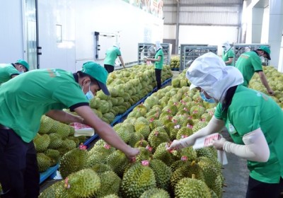 越南農產品企業為迎來中國市場重新開放帶來的機遇做好準備