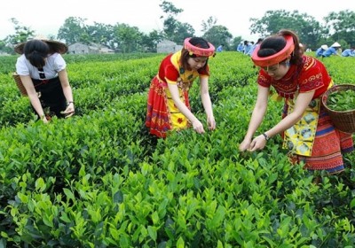 美國增加對越南的茶葉進口力度