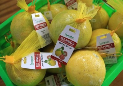 越南首批新樂紅柚銷往英國