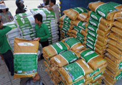今年前8月柬埔寨大米出口增長13%以上