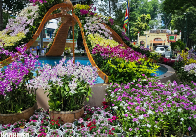 Festival hoa lan TP.HCM diễn ra tại công viên Tao Đàn, Q.1 từ 28.4 - 2.5.2023
