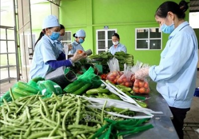 越南合作社联盟促进农产品供需对接