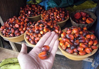 捍衛棕櫚油 印尼令商家下架標榜無棕櫚油產品
