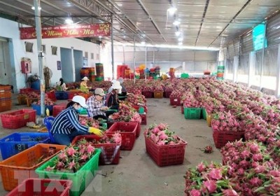 越南13種農產品通過正貿管道出口中國