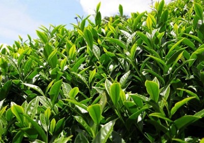 越南茶葉對臺灣出口保持增長勢頭