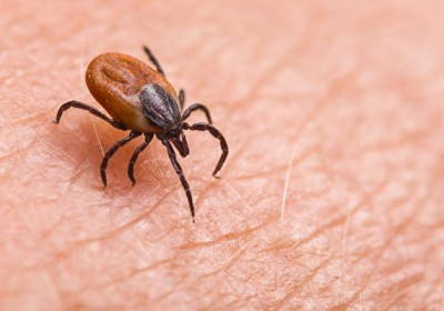 日本發現蜱蟲攜帶新病毒 可傳染人類致39度高燒