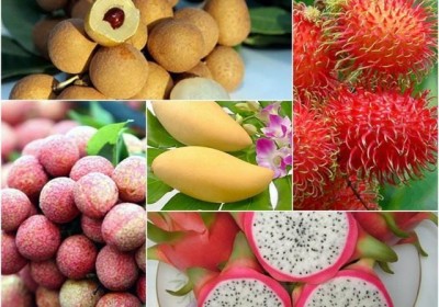 2019年前7月越南蔬果出口额达23.1亿美元