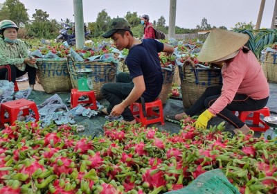 越南果蔬對中國出口一直保持增長勢頭