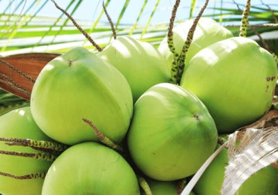 今年8月份中國將對越南新鮮椰子種植區和包裝廠家進行檢查