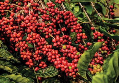 瑞士增加購買越南咖啡