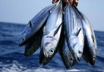 今年鰹魚變肥又變多　日本漁夫曝「狀況不對」1現象恐讓牠永遠消失