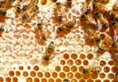 美批准首款蜜蜂用疫苗