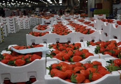 韩国农产品受到越南消费者的青睐